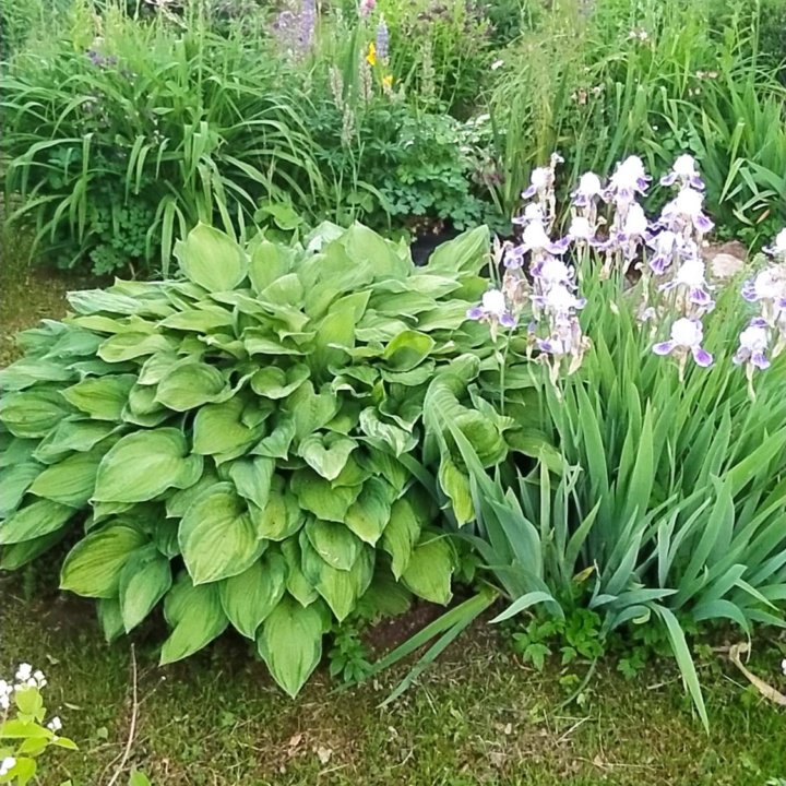 Многолетники(деленки) /