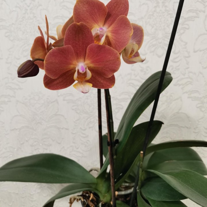 Phalaenopsis Horizon (Фаленопсис Горизонт)