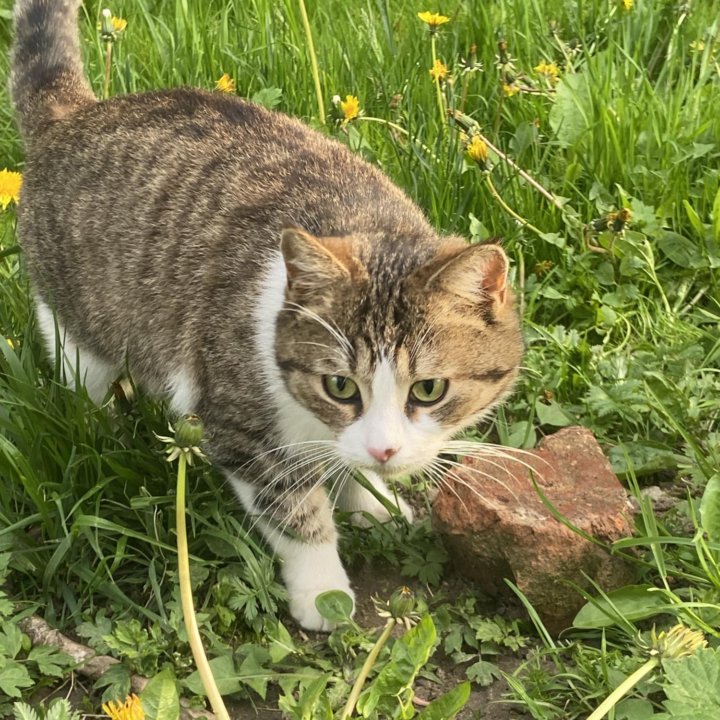 Кошечка в добрые руки