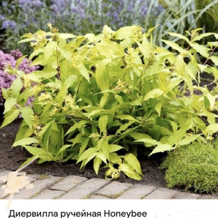 Диервилла ручейная Honeybee