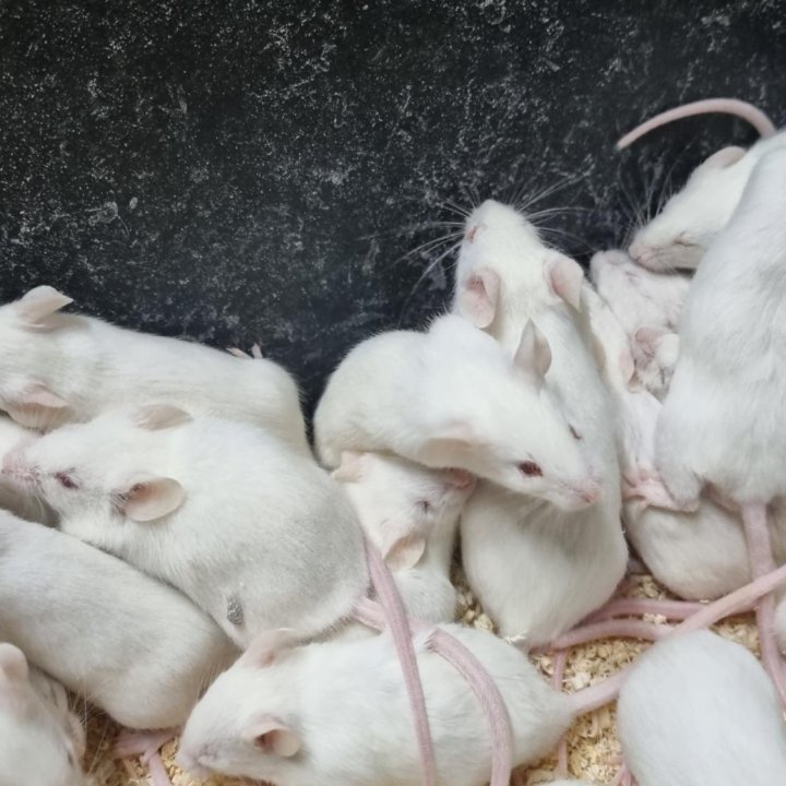 Кормовые мыши ,крысы ,хомяки.