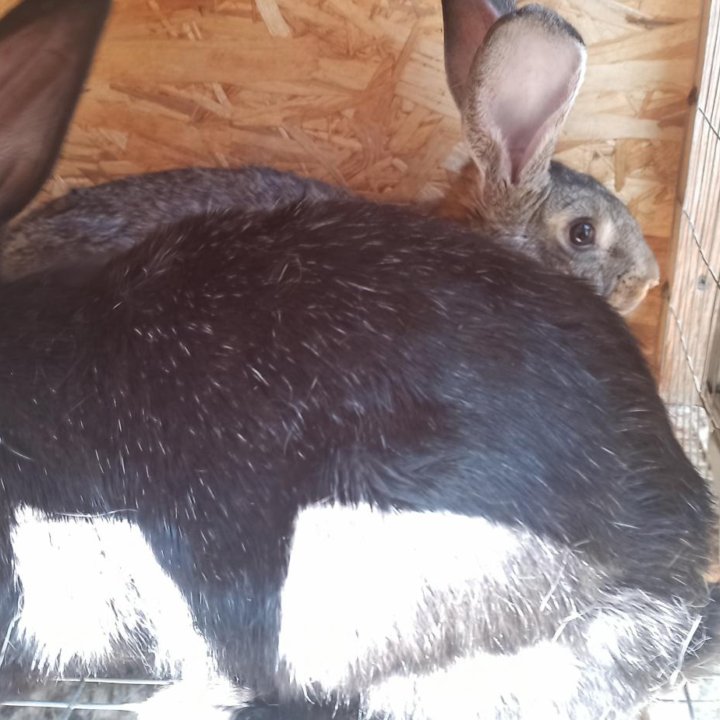 Кролики мясных пород и аксессуары для кролиководов