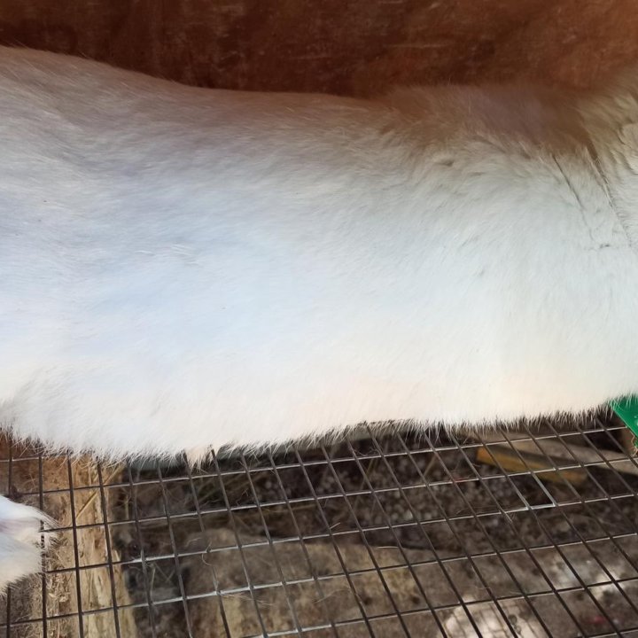 Кролики мясных пород и аксессуары для кролиководов