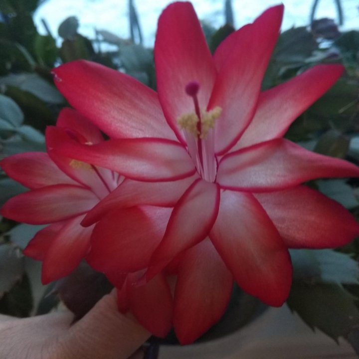 Шлюмбергера