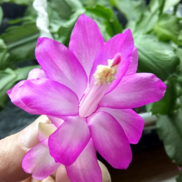 Шлюмбергера