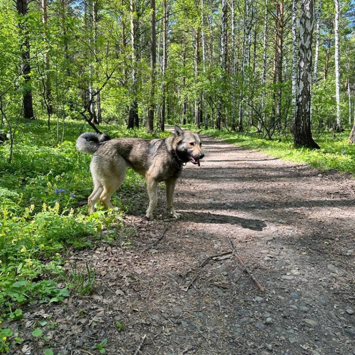 Собака