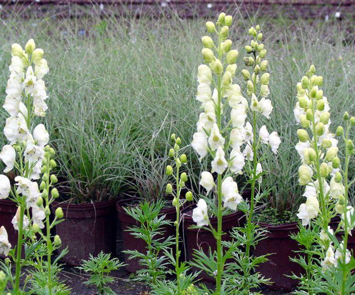Аконит белый