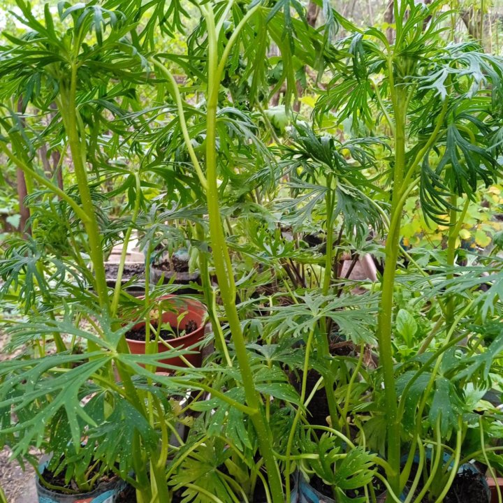 Аконит белый