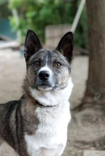 Чипс ищет дом