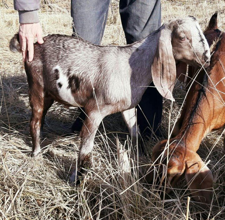 Козлик нубийский фото