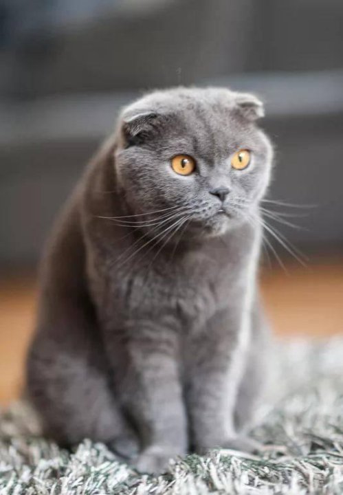 Шотландский кот вислоухий фото