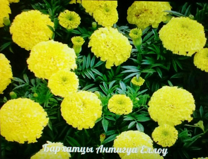 Желтые бархатцы фото