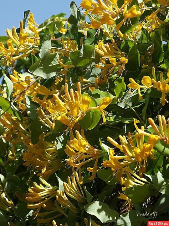 Жимолость каприфоль купить в Кирове Товары для дома и дачи Авито