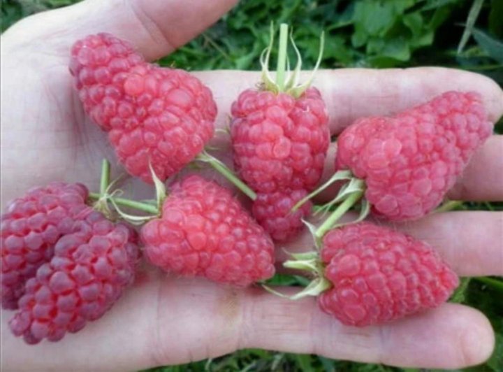 Купить Семена Малины Крупноплодной