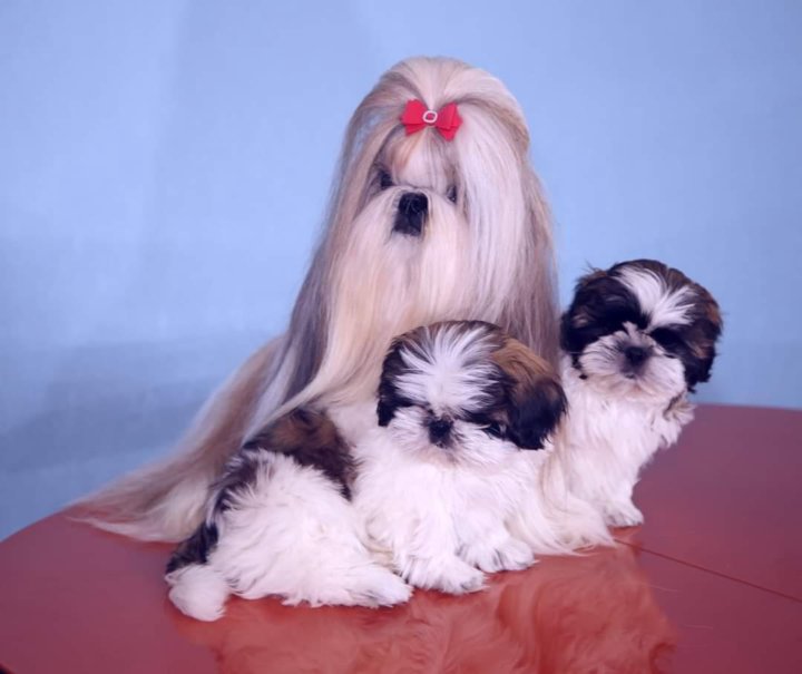 Щенки Ши Тцу Купить В Екатеринбурге