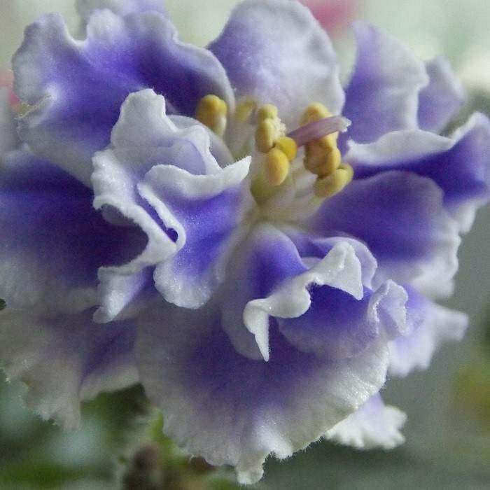 Голубая фиалка сорт. Нежно голубые махровые фиалки. Фиалка летучий голландец. Узамбарская фиалка синяя. Сорт фиалки голубой туман.