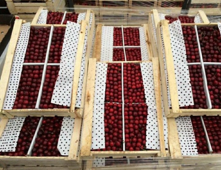 Вишня как хранить. Черешня в контейнере. Черешня в ящиках. Вишня как хранить. Черешня в лотке.