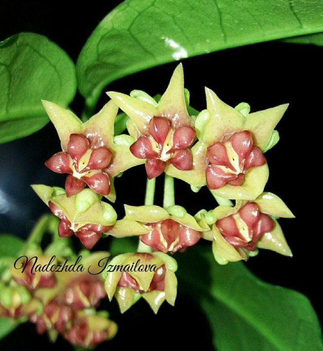 Hoya Amrita Pink