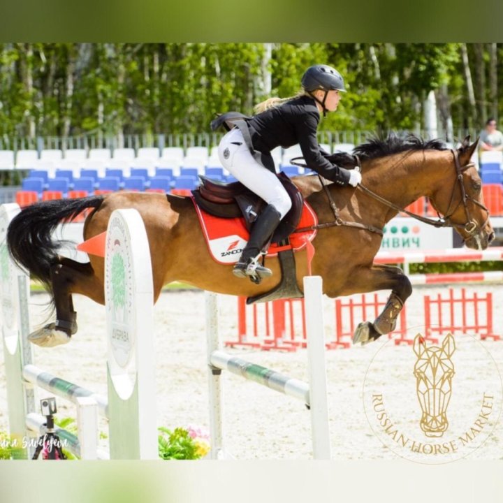 Конный спорт элементы. Конкур дк90. Мистер х лошадь. Фото маршрута по конкуру. Полукровный мерин 2014 Каэль.