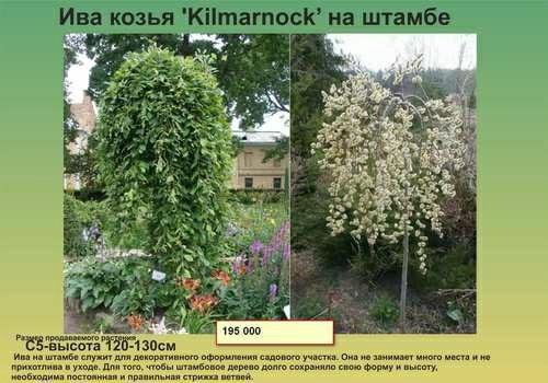 Ива козья фото описание