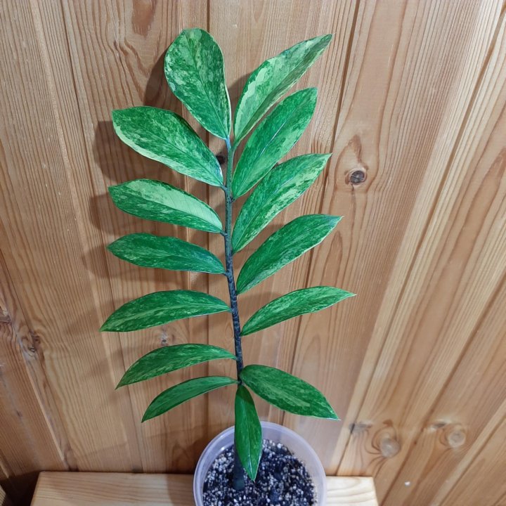 Замиокулькас вариегатный / Zamioculcas variegated