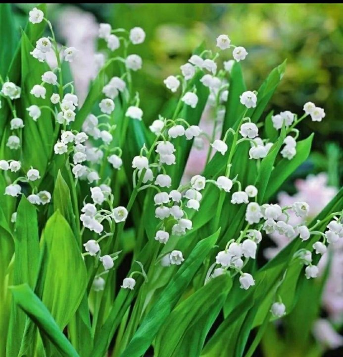 Ландыши на звонок. Convallaria Majalis. Ландыши.