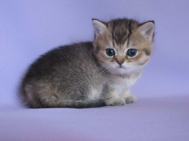 Кошки которые всегда как котята. Кошки которые всегда как котята