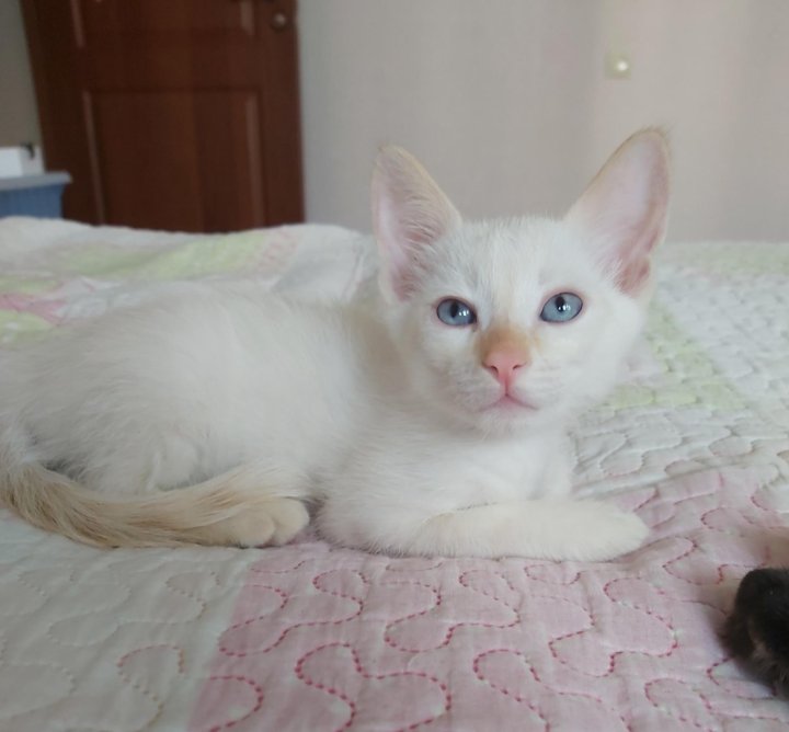 Тайский котенок ред поинт – купить в Москве, цена 2 500 руб., продано 17  июля 2020 – Кошки