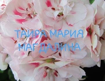 Таира мария магдалина пеларгония фото и описание