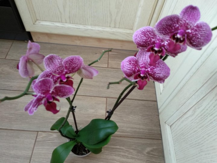 Орхидея фаленопсис Jaguar Ягуар – купить в Москве, цена 850 руб., продано  13 августа 2020 – Растения и семена