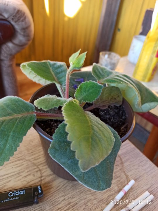 Верония бухарская комнатное растение фото
