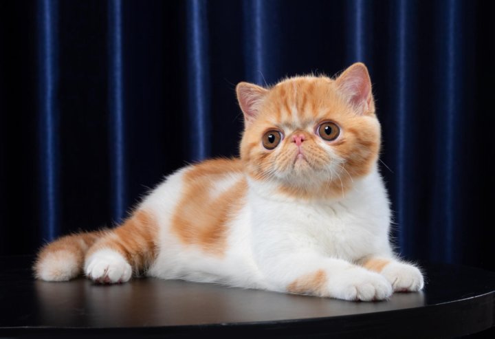 Экзоты коты