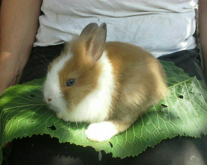 Кролики купить краснодарский. Кролик 1 месяц фото. Фото декоративного кролика 1.5 кг. Сколько стоит кролик в Новосибирске.