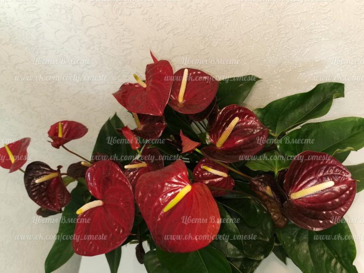 Anthurium otazu      ,  1 290 .,   16  2020