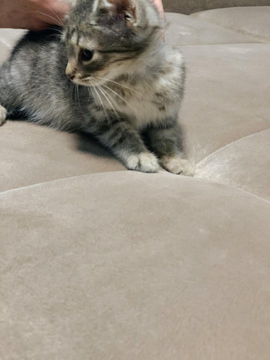 Котята серая девочка