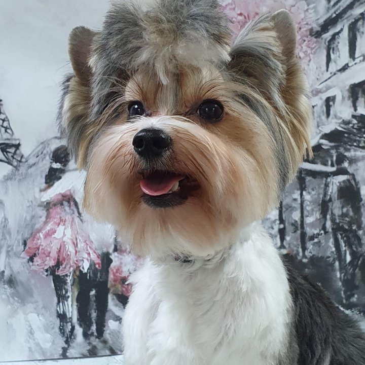 груминг красноярск шпиц. груминг красноярск для кошек цена солнечный район. груминг красноярск. грумер красноярск железнодорожников. грумер красноярск.