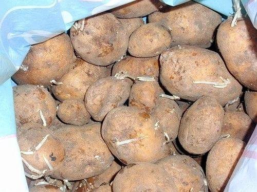 Картофель прошлогодний. Клубни молодого картофеля. Килограмм картошки. Можно ли есть мягкую картошку старую. Проросшая картошка.
