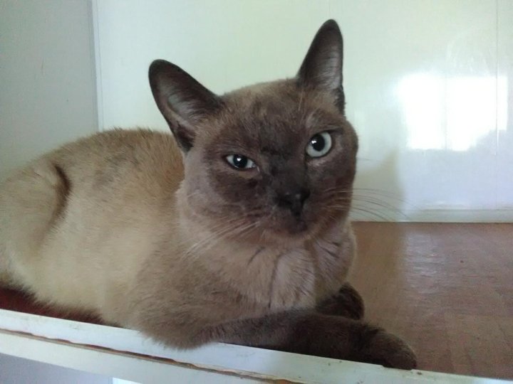 Тайский авито. Siamese Blue point.