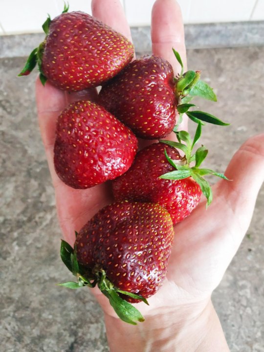 Земляника рубиновый кулон. Сорт клубники кулон фото описание. Ремонтантная клубника черный принц. Рассада рубиновый кулон. Сорт клубники рубиновый кулон.