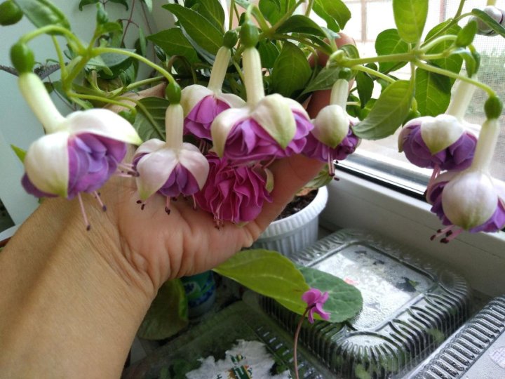 Ленни эрвин. Фуксия lenny erwin. Ленни эрвин. Фуксия lenny erwin фото. Фуксия ленин эрвин.