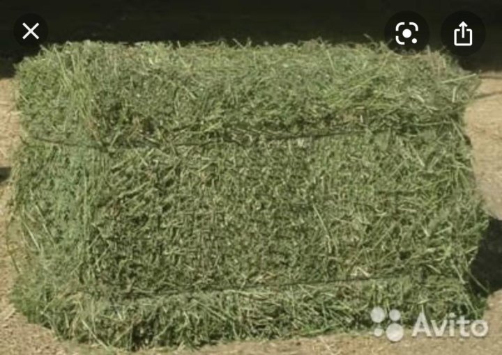 Люцерна сорт вега. Сено из люцерны. Люцерна изменчивая. Люцерна против пырея. Продам люцерна.