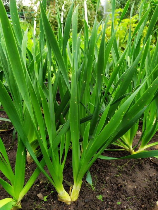 Съедобные луки. Аллиум шнитт лук. Лук (репчатый, шалот, порей, шнитт-лук, порей). Allium schoenoprasum шнитт-лук (скорода). Съедобные луки.