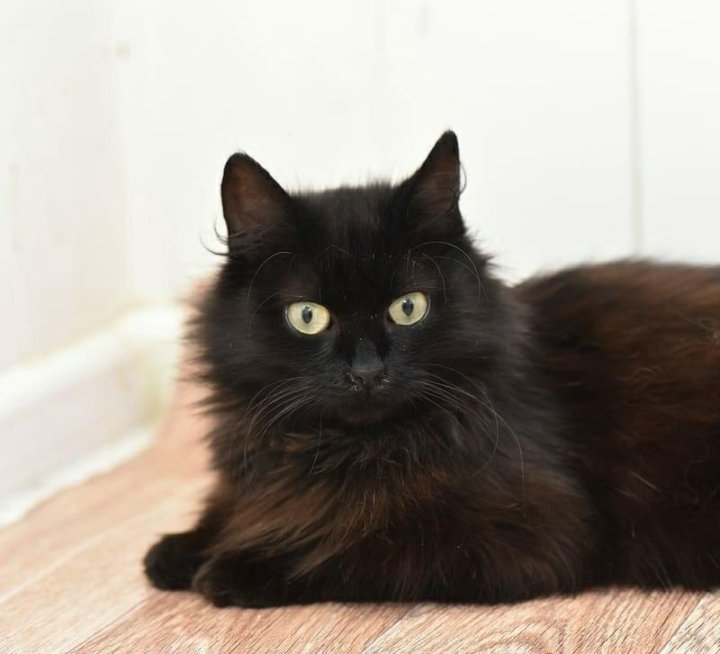 Ангора кошка черная - 45 фото