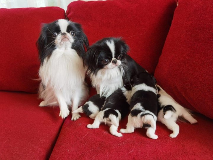 Екатеринбург хина. Питомник Перл Мэджик.