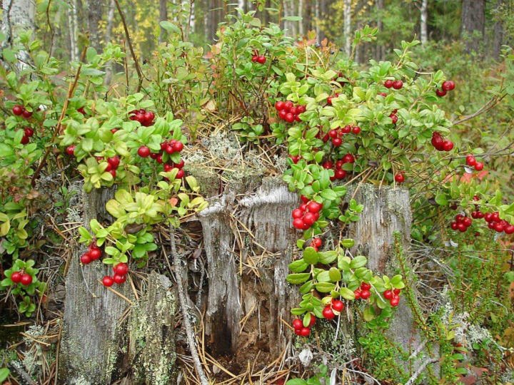 Дикая брусника. Куст брусники. Лесные ягоды брусника. Брусничная Поляна. Брусника растет.