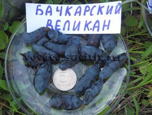 Жимолость великан описание сорта фото
