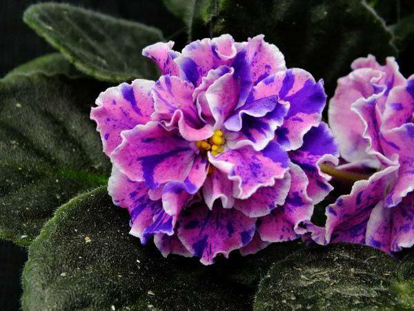 Фиалки Комнатные Фото Махровые