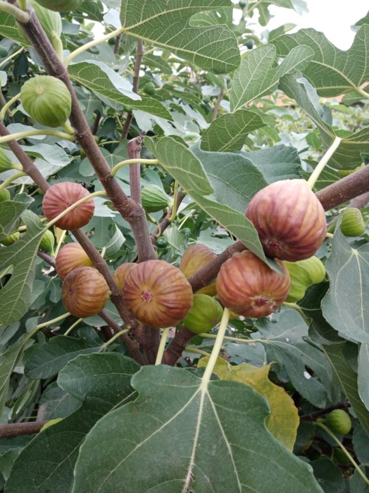 Инжир астрахань. Инжир обыкновенный комнатный. Сорт инжира крымский черный. Инжир абхазский. Королевский инжир брунсвик.