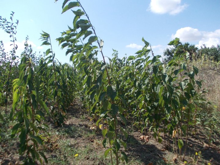 Питомники крыма растений и саженцев в крыму. Подвой м 106 высота. Питомник в крыму саженцев деревьев. Плодовый питомник. Питомник в крыму саженцев деревьев.