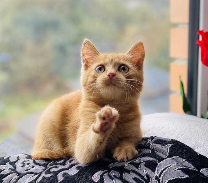 Кот Симба Картинки